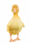 Cracked profile picture for @mathis